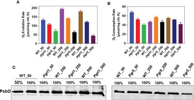 High light-induced changes in whole-cell proteomic profile and its correlation with the organization of thylakoid super-complex in cyclic electron transport mutants of Chlamydomonas reinhardtii